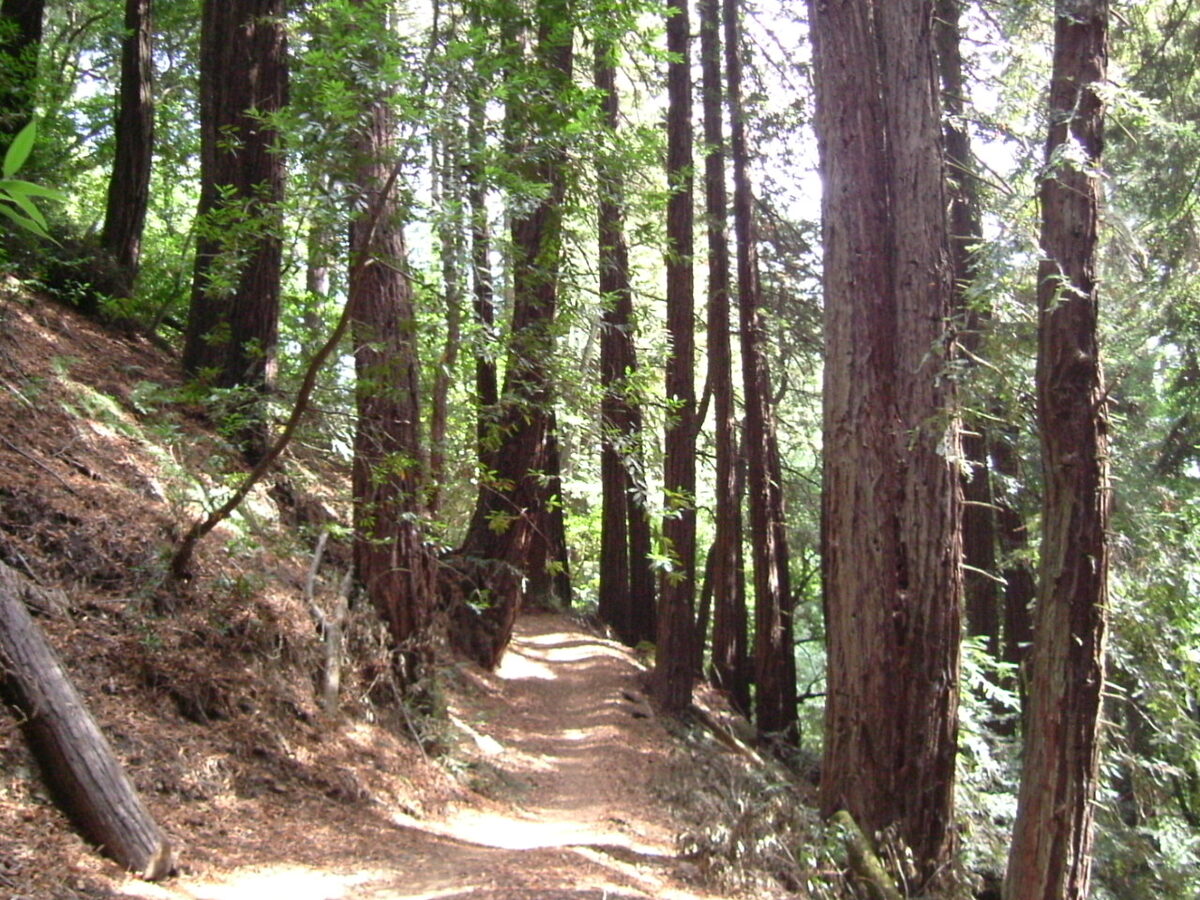 Golden Spike Trail in Redwood Regional Park